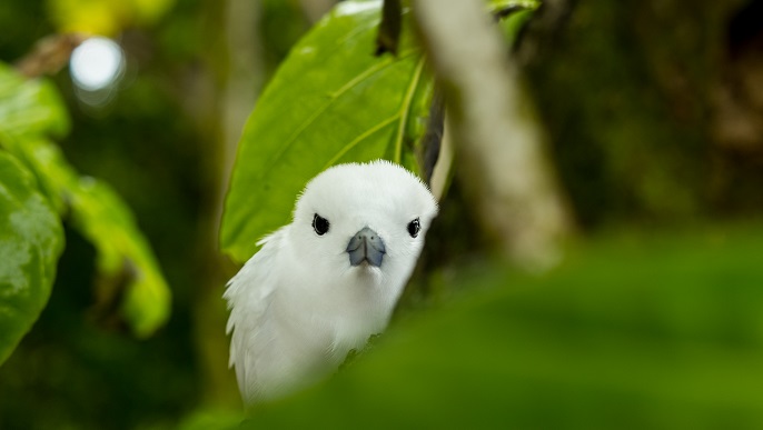 シロアジサシ_セーシェルクルーズ