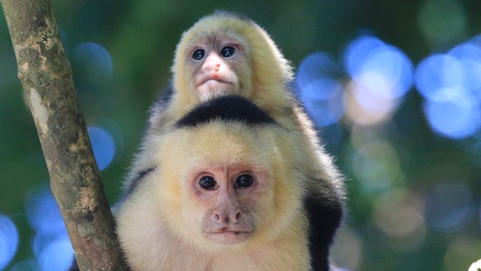 ノドジロオマキザル_バラエティクルーズ