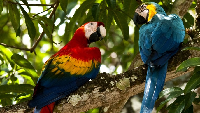 コンゴウインコ_バラエティクルーズ