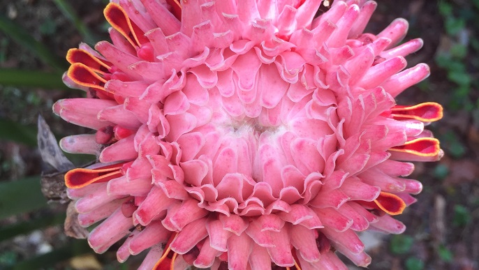 花_バラエティクルーズ