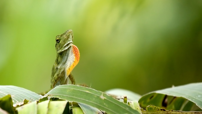 トゲオイグアナ_バラエティクルーズ