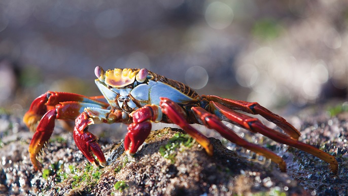 ガラパゴスベニイワガニ/Sally Lightfoot Crab