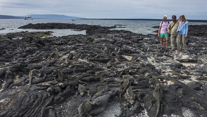 ウミイグアナ_ガラパゴスクルーズ