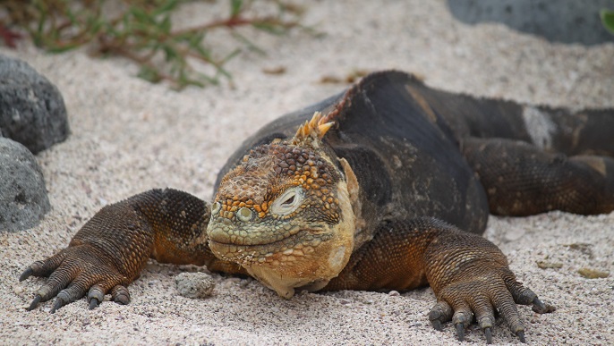 ガラパゴスリクイグアナ／ガラパゴスクルーズ