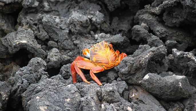 ガラパゴスベニイワガニ／ガラパゴス観光
