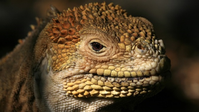 ガラパゴスリクイグアナ/ガラパゴスクルーズ